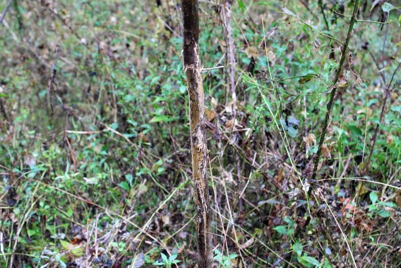 019 fresh buck rub near the middle of the property