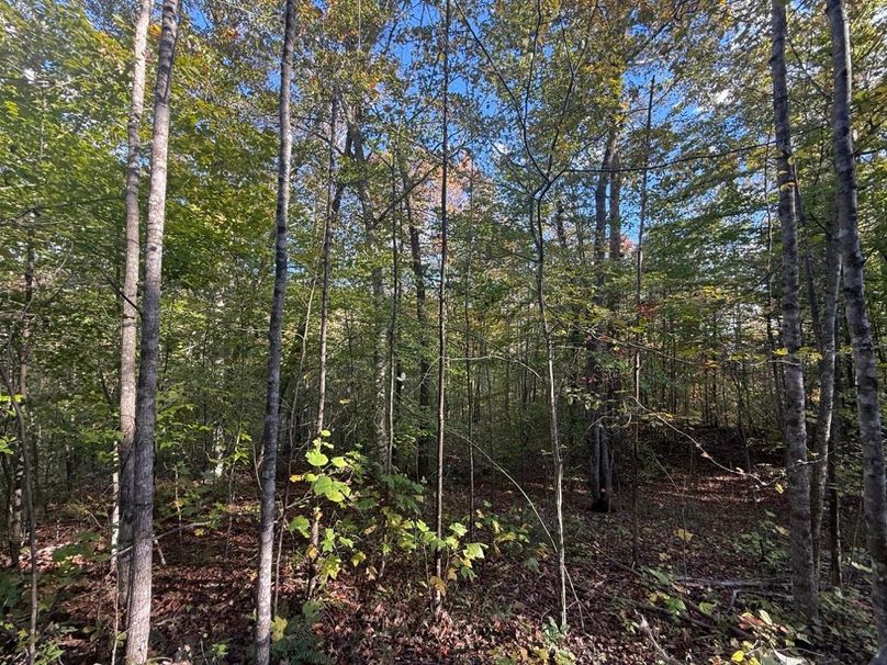 015 lush undergrowth in the lower elevation