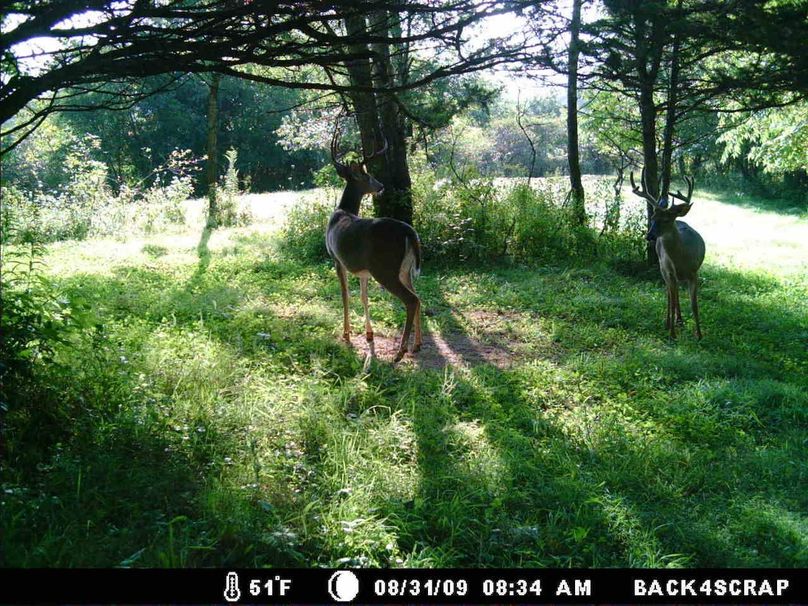 Deer Cam Tracker Pic. 597