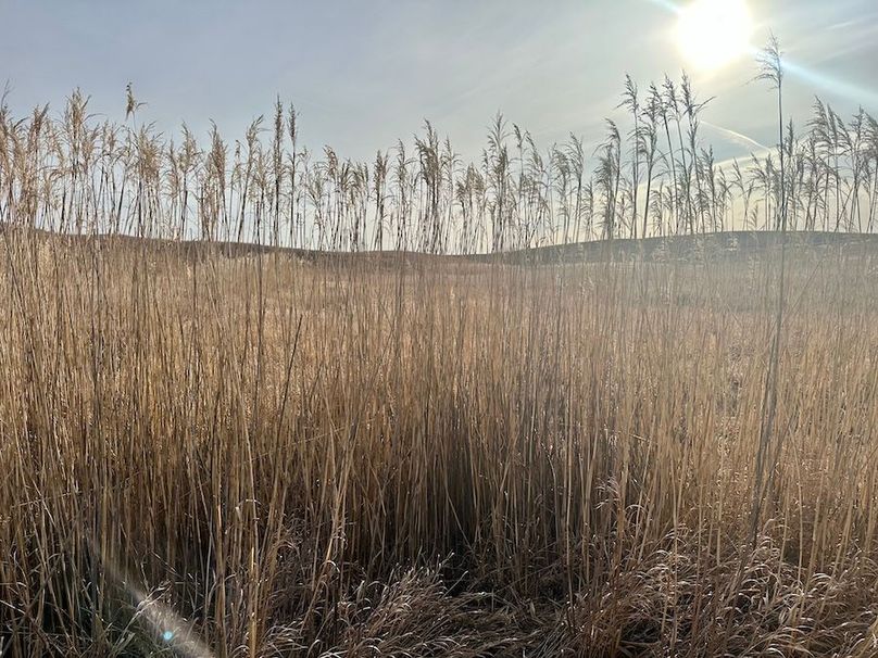 IMG_5383_Tract_1_Canary_Grass