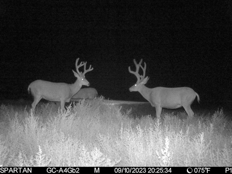 Bucks 8