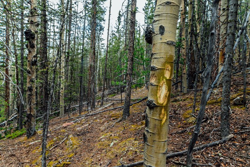 Teller 11.75 - 00017 Elk chew