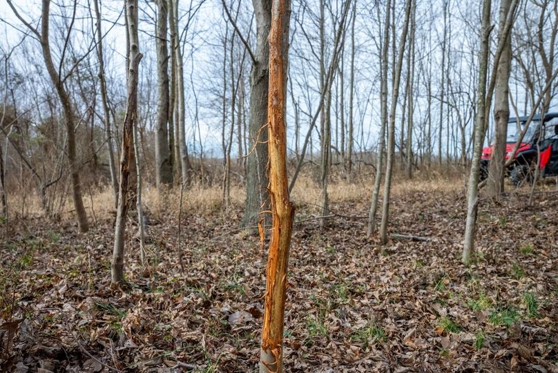 Copy of DSC00755 Large