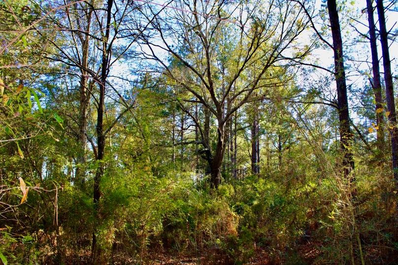 6A9FEF24-71F9-4619-B122-0A1F1ED8ED38_1_201_a-2