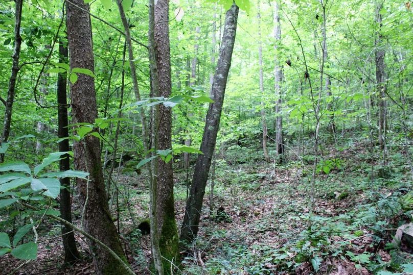 010 forested area along the drain in the middle of the property