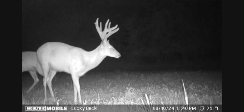 Trailcam6