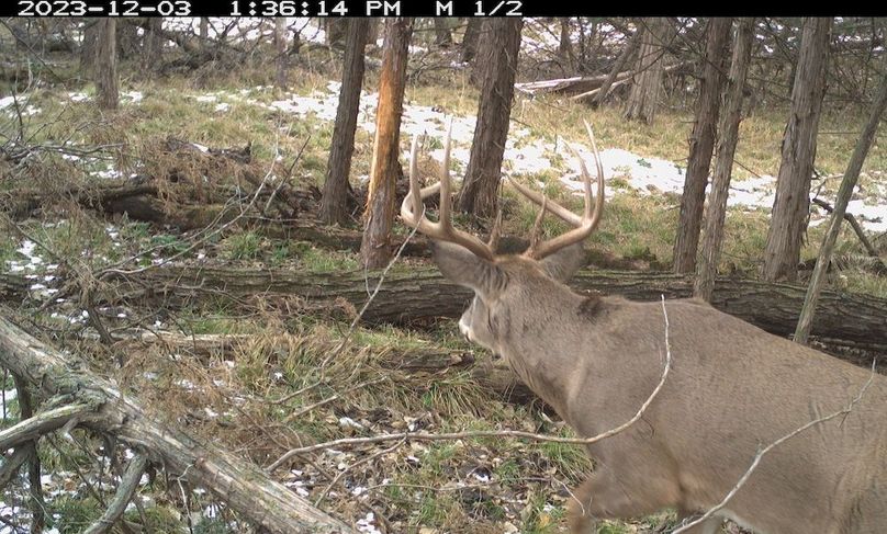 trail cam star ..buck by rub..12-02-2023