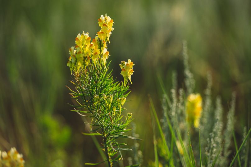 Douglas CO 35 Prettyman - 023 Toadflax