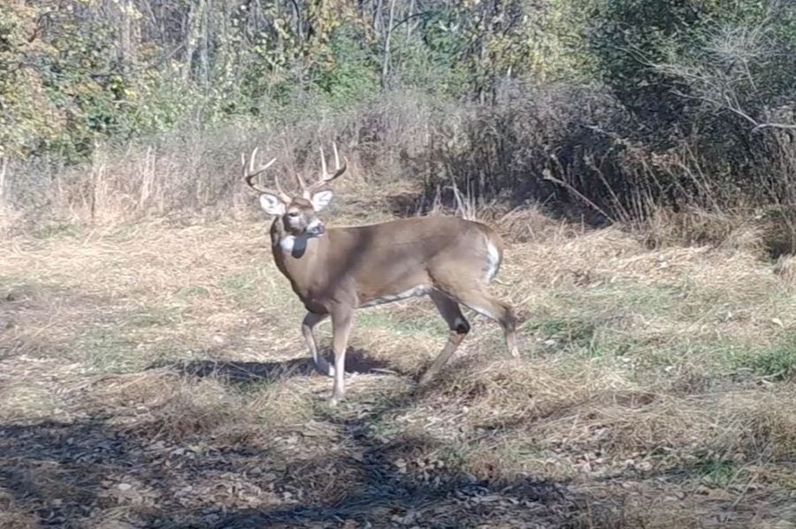 Buck Pic