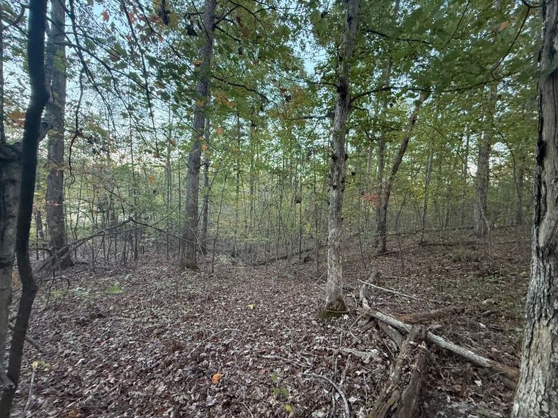 014 wooded area just up from the cleared building lot
