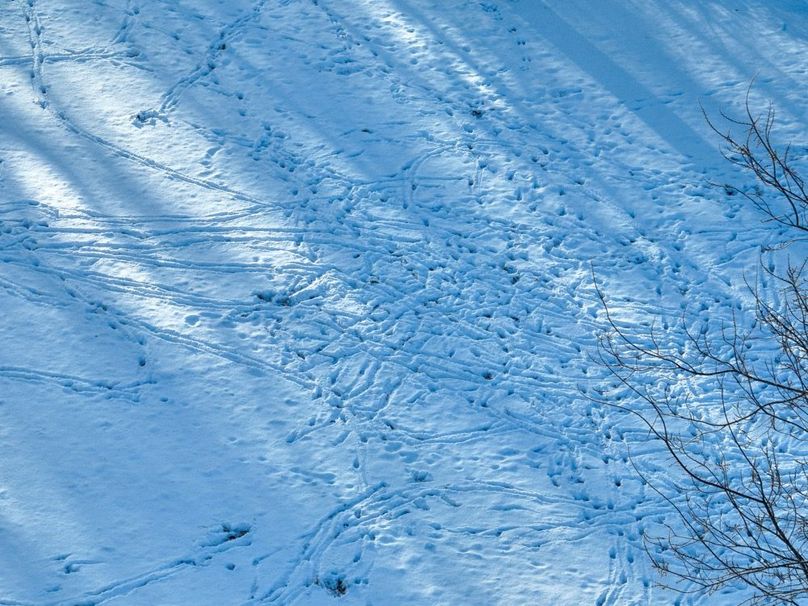25 Secluded foodplot overnight tracks snow