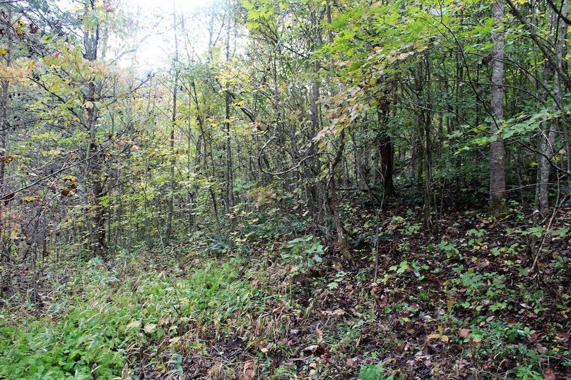 022 new growth forest and edge along the south area of the property