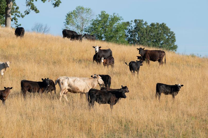 Ozark MO 638_Pro Photo_74