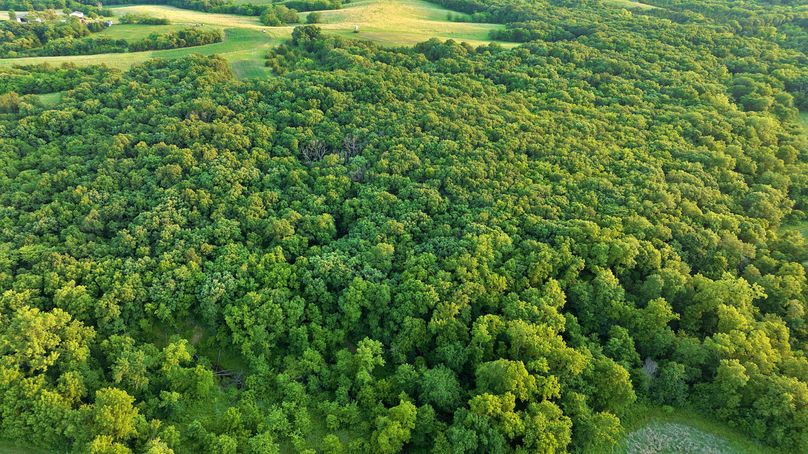 Harrison MO 480 Pro Photo_230 (14)