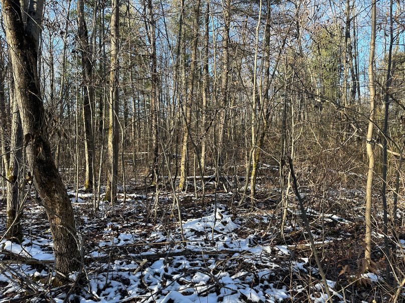 Acreage Near Multiple State Forests Whitetail Properties