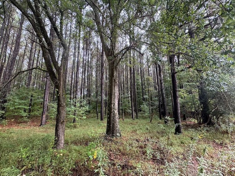 Pine Plantation E Side