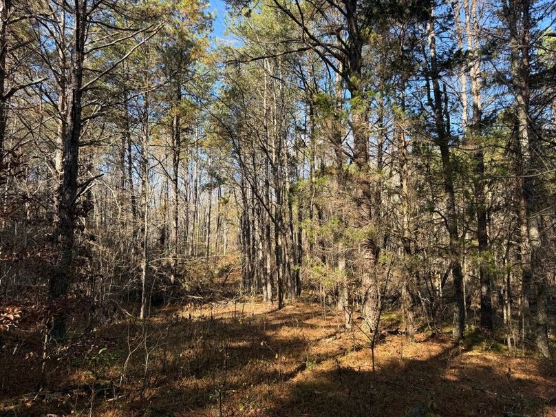 007 more of the abundant buildable areas just waiting for the right touch