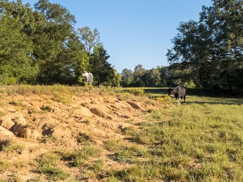 Hinds Co - 30 - Newman-12