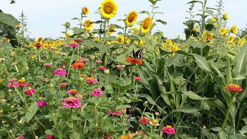 IMG_20170721_094514439