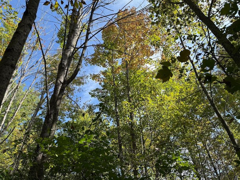 Chemung_20.82_Meyers Photo 6