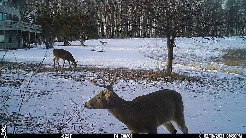 Trailcam - 11