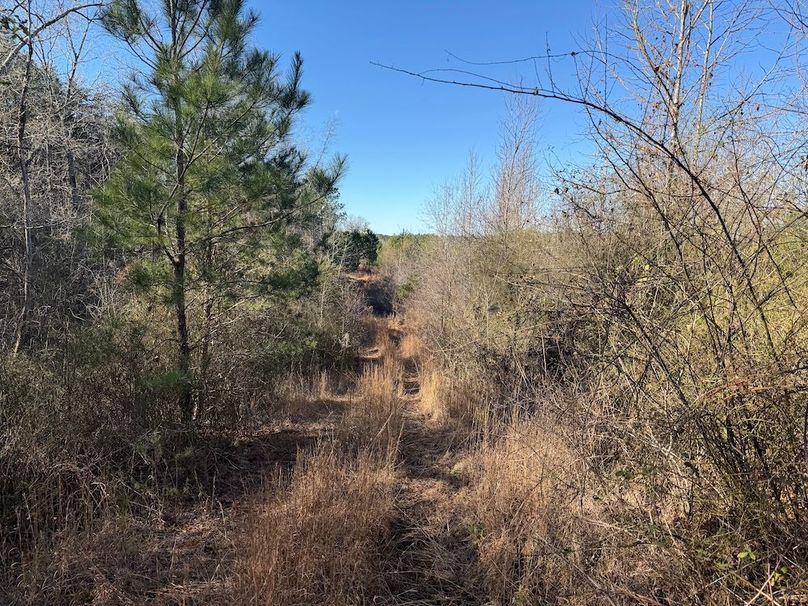 16 - long view of trail