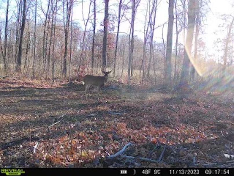 ClarK 160 WILLIAMS -62f