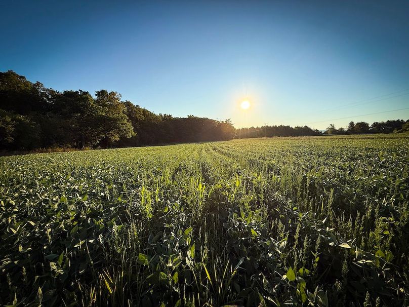 Copy of Wood Main Listing Photo 14