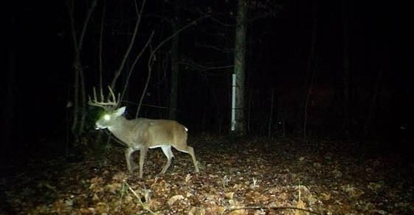 lalik deer cam pic 
