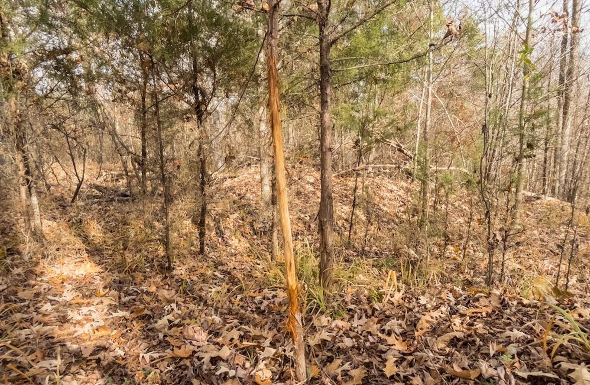 Yazoo Co - 75 - Batton-02