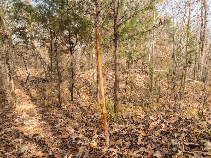 Yazoo Co - 75 - Batton-02