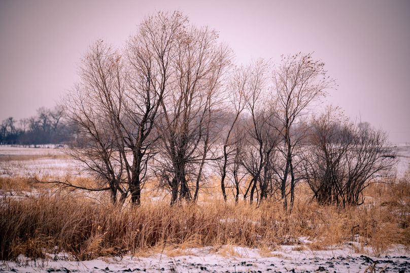 8 isolated trees