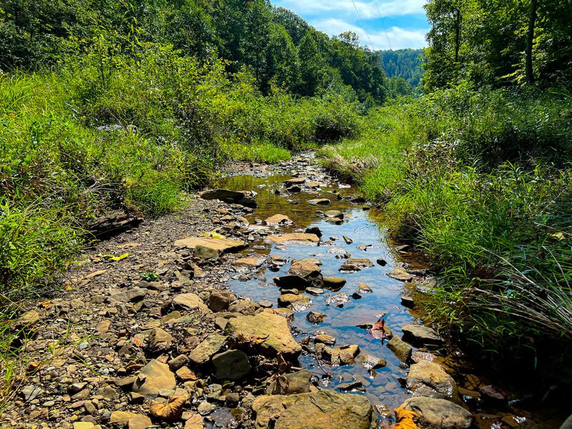 Calhoun, WV 101.8 AC Holly -14