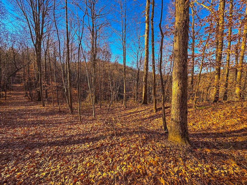 Pleasants_Wood 169.97 AC Cokeley-58