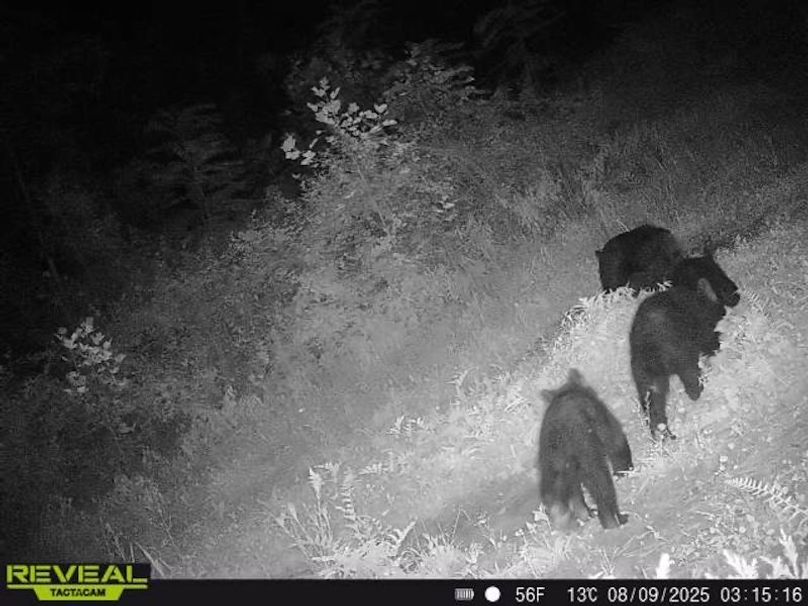 862515041535786-100-5-08092025031516-W1005142