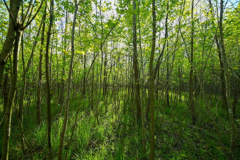 vandalia 450 (2)-3023