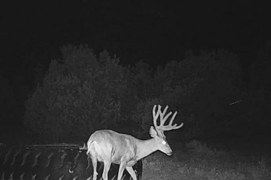 buck at drinker