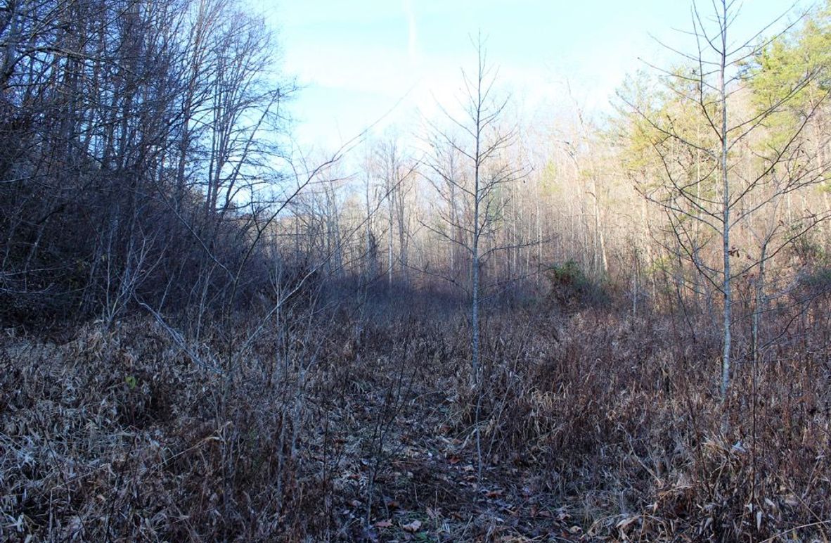 005 old grown up field along the valley in the center of the property