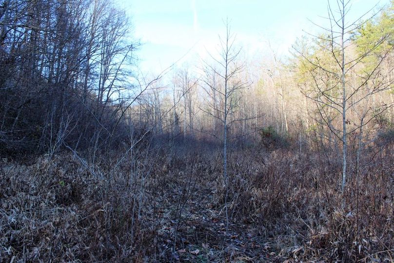 005 old grown up field along the valley in the center of the property