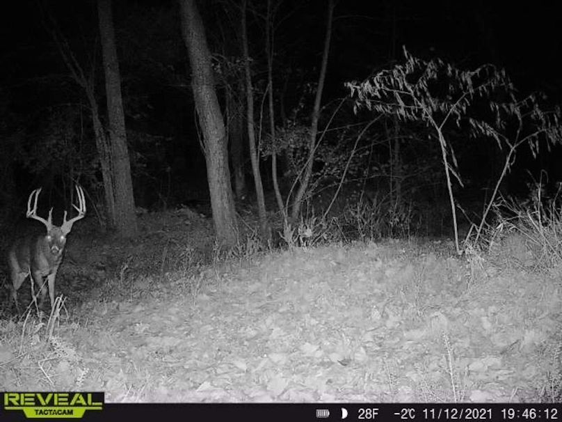 Copy of deer photos.70