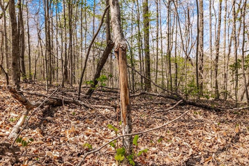 42-web-or-mls-0 Mound Creek Rd-12