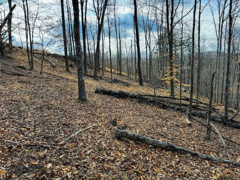 Doddridge, WV 79.08 AC Adams-39