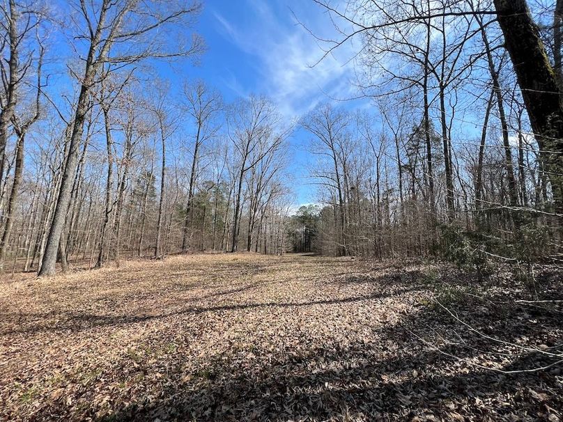 (35)Road through hardwoods