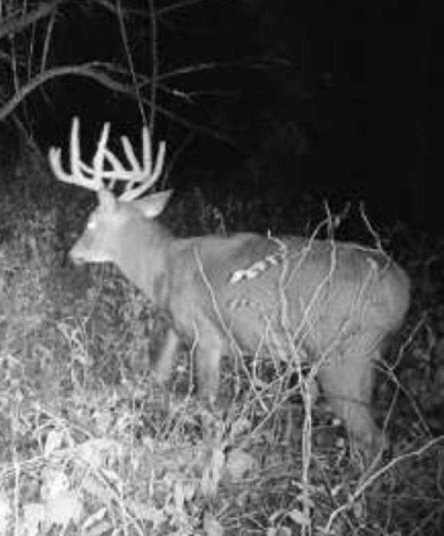 Trail Cam 5