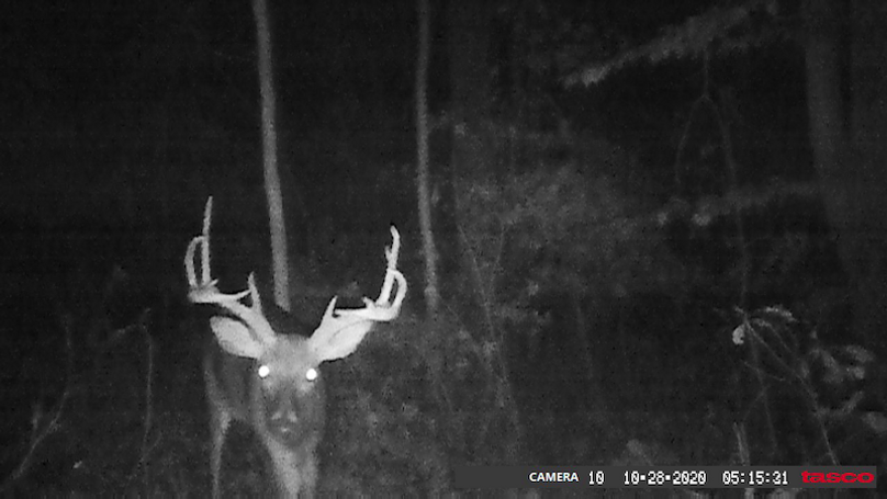 11 Point buck come out already