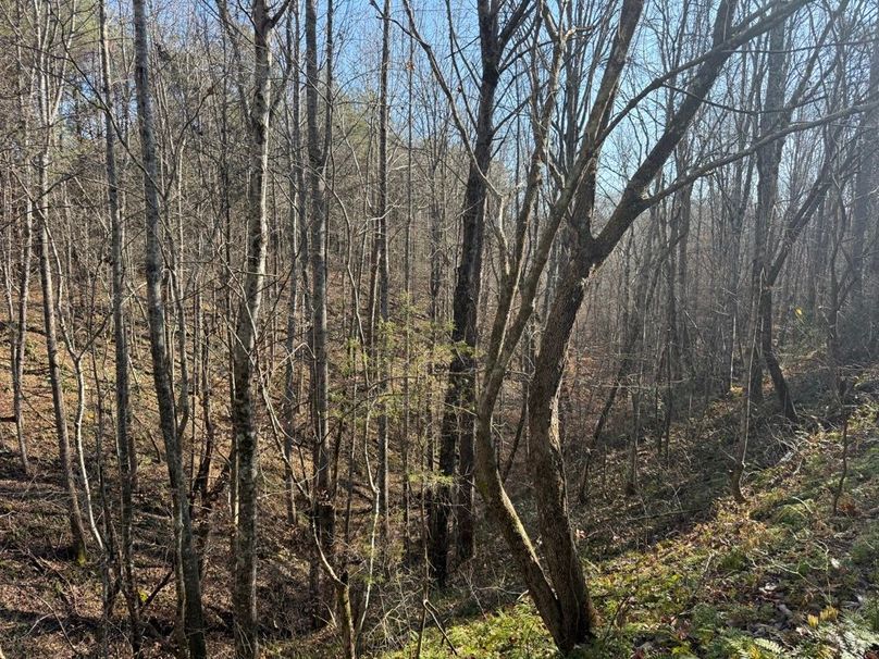 008 view from the middle area looking down into the ravine to the south