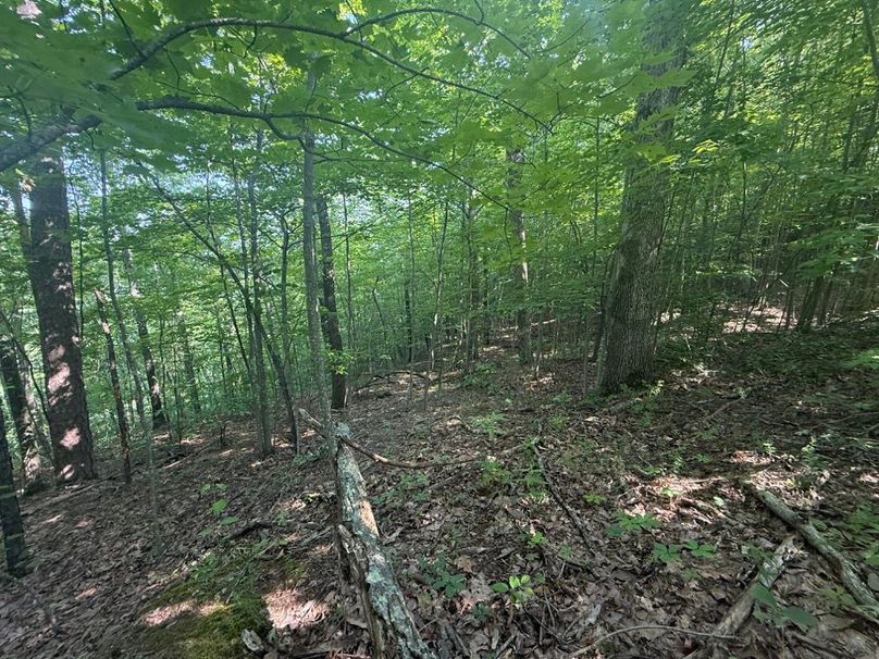 026 a northeast facing forested slope-2