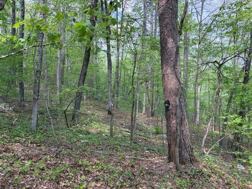 F8725E40-E99A-4FA5-BB1F-0D51119E15C7_1_105_c