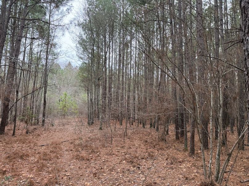 #10 clearing in pines