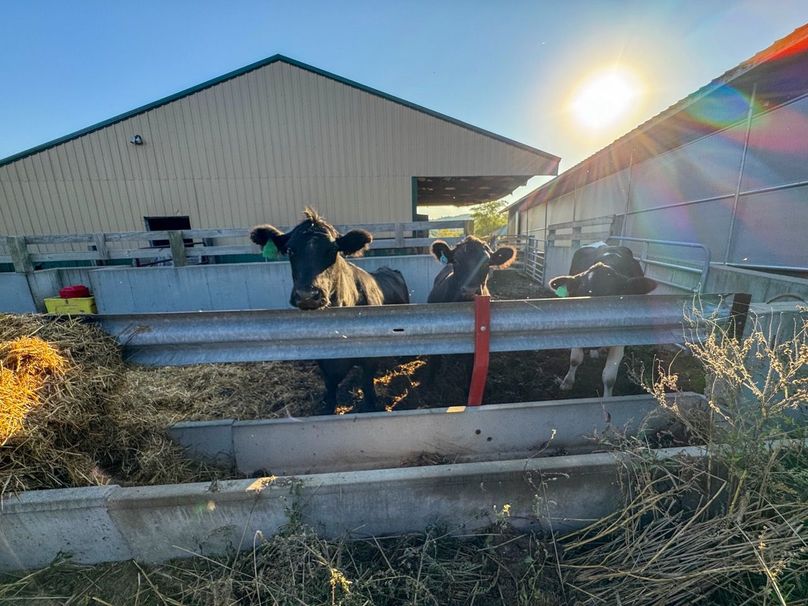 Monroe 5.31-16 Large